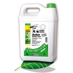 Aster citron vert